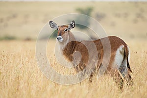 Male kudu antelope Tragelaphus strepsiceros in natural habitat, Etosha National Park, Namibia