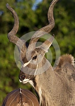 Male Kudu - Botswana photo