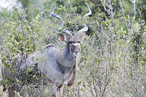 Male Kudu Antelope in African Bush, Kudu in Botswana photo