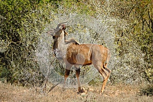 Male kudu in bush-veld