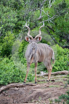 Male Kudu on full display