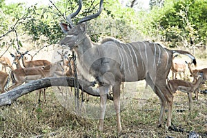 Male Kudu, Greater Kudu Antelope in Africa