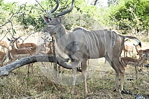 Male Kudu, Greater Kudu Antelope in Africa photo