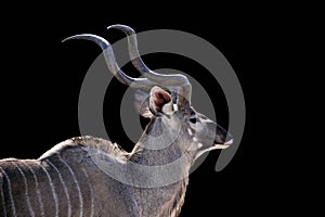 Male kudu isolated on a Black background, Kudu animal at African forest photo