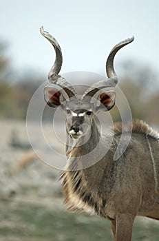 Male kudu portrait photo