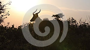 A male Kudu during a safari in the Hluhluwe - Imfolozi Park, South africa