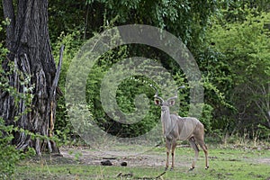 Male Kudu in South Luangwa National Park, Zambia