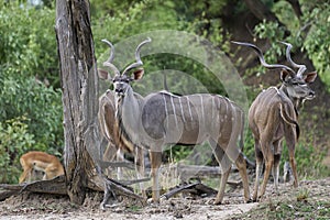 Male Kudu in South Luangwa National Park, Zambia