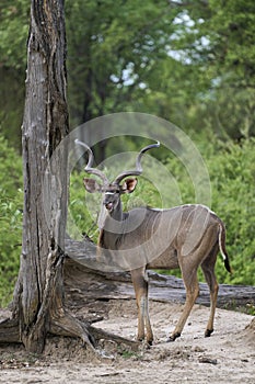 Male Kudu in South Luangwa National Park, Zambia