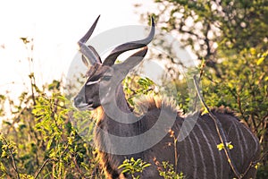 A male Kudu at sunset portrayed during a safari in the Hluhluwe - Imfolozi National Park, South africa