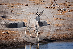 Male Kudu in a waterhole in the Etosha National Park, in Namibia