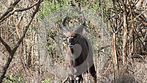 A male Kyala during a safari in the Hluhluwe - imfolozi Park in South africa