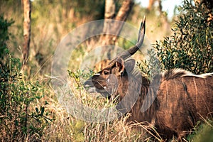 A male Kyala seen during a safari in the Hluhluwe - imfolozi National Park in South africa
