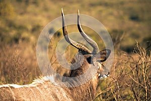 A male Kyala seen during a safari in the Hluhluwe - imfolozi National Park in South africa