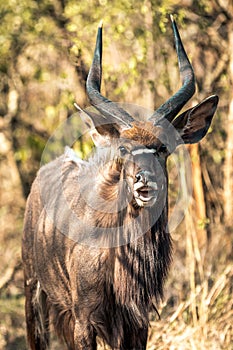 A male Kyala seen during a safari in the Hluhluwe - imfolozi National Park in South africa