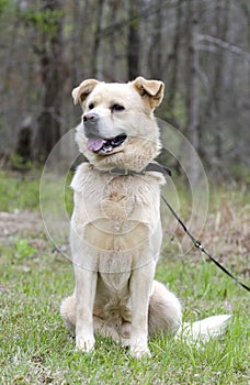 Golden Retriever Great Pyrenees Chow mix dog