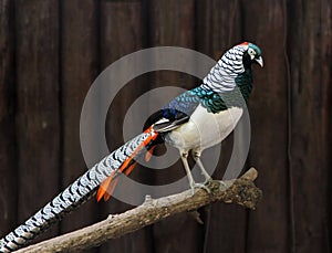 Male Lady Amherst`s pheasant Chrysolophus amherstiae