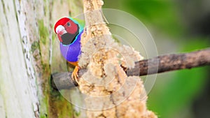 Male Lady Gouldian finch bird