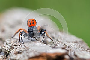 A male Ladybird spider Eresus moravicus in Czech Republic