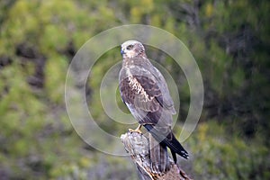 Male lagoon eagle in his watchtower photo