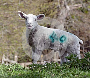 Male lamb baa-ing