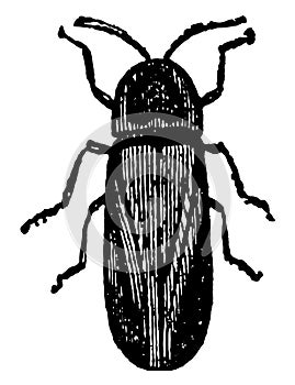 Male Lampyris Noctiluca vintage illustration