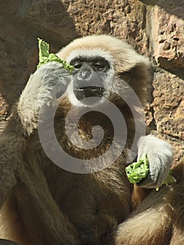 A male lar gibbon is eating a salad leaf