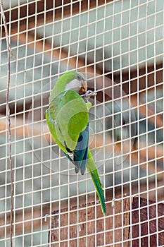Male of the large green parrot - Eclectus roratus - is sitting on a grid at the Gan Guru Zoo in Kibbutz Nir David in Israel