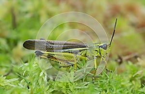 Male large march grasshopper, Stethophyma grossum on moss