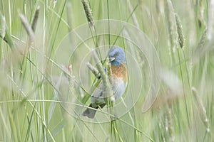 Male Lazuli bunting