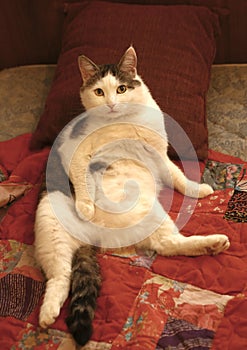 Male lazy cat lay on bed relax stomach up