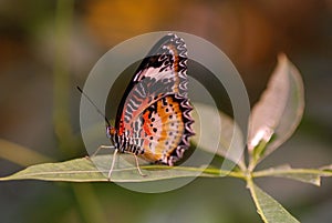 Male Leapord Lacewing Butterfly