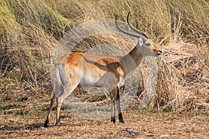 Male Lechwe Antilope Bull in Moremi Game Reserve photo