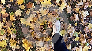 Male legs walking on yellow fallen maple leaves in autumn. Man goes along carpet from leaves.