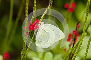 Male Lemon Emigrant & x28;form-hilaria& x29; butterfly