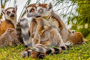 A male lemur hugs his female