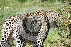 While male leopard 2