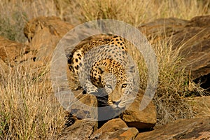 Male leopard