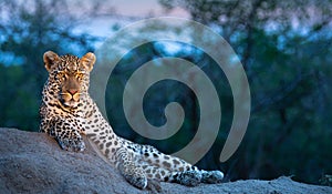 A male leopard enjoying a vantage point at dusk
