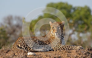 Male leopard with an eye level view in good light