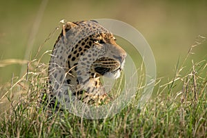 Male leopard head poking out of grass