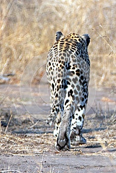 Male leopard in Krueger National Park in South Africa
