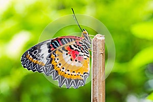 Male leopard lacewing butterfly