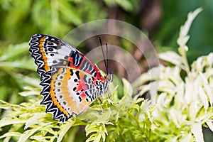 Male leopard lacewing butterfly