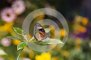 MALE LEOPARD LACEWING BUTTERFLY