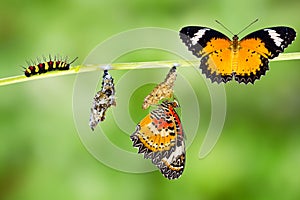 Male Leopard lacewing butterfly life cycle