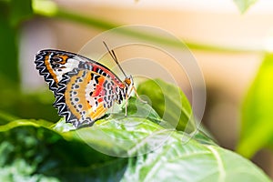 Male leopard lacewing Cethosia cyane euanthes butterfly
