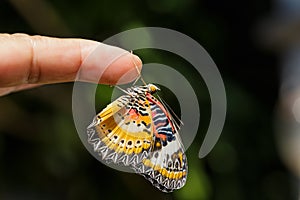 Male Leopard lacewing (Cethosia cyane euanthes) butterfly