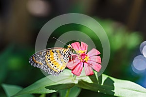 Male Leopard lacewing (Cethosia cyane euanthes) butterfly