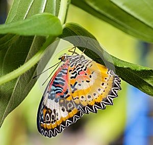Male Leopard lacewing (Cethosia cyane euanthes) butterfly